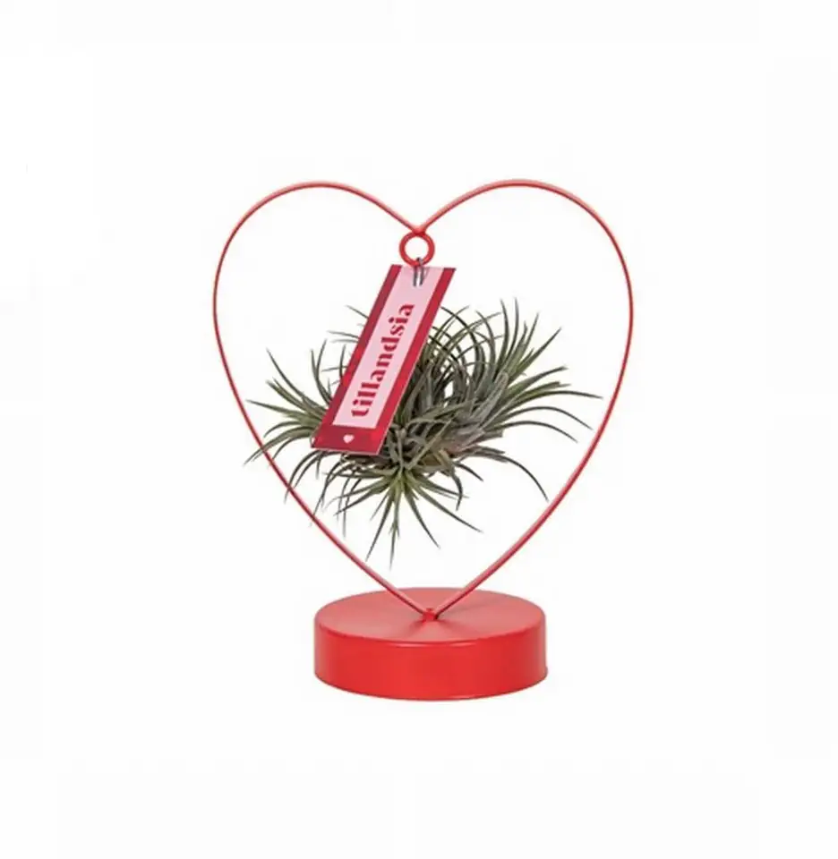 Тиландзия в рамка сърце H23 - Tillandsia arrangement