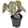 Филодендрон D12 H25 - Philodendron Brandtianum
