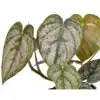 Филодендрон D12 H25 - Philodendron Brandtianum - Image 2