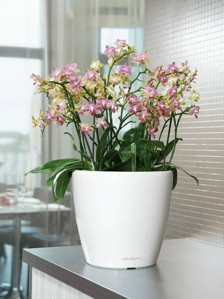 Classico Premium LS set 35 H33 - White - Image 3