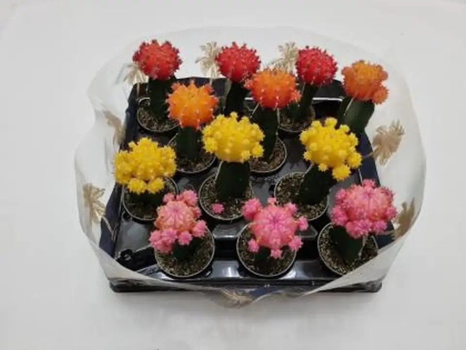 Кактус D10 H17 - Gymnocalycium Spineless Mountain Twin