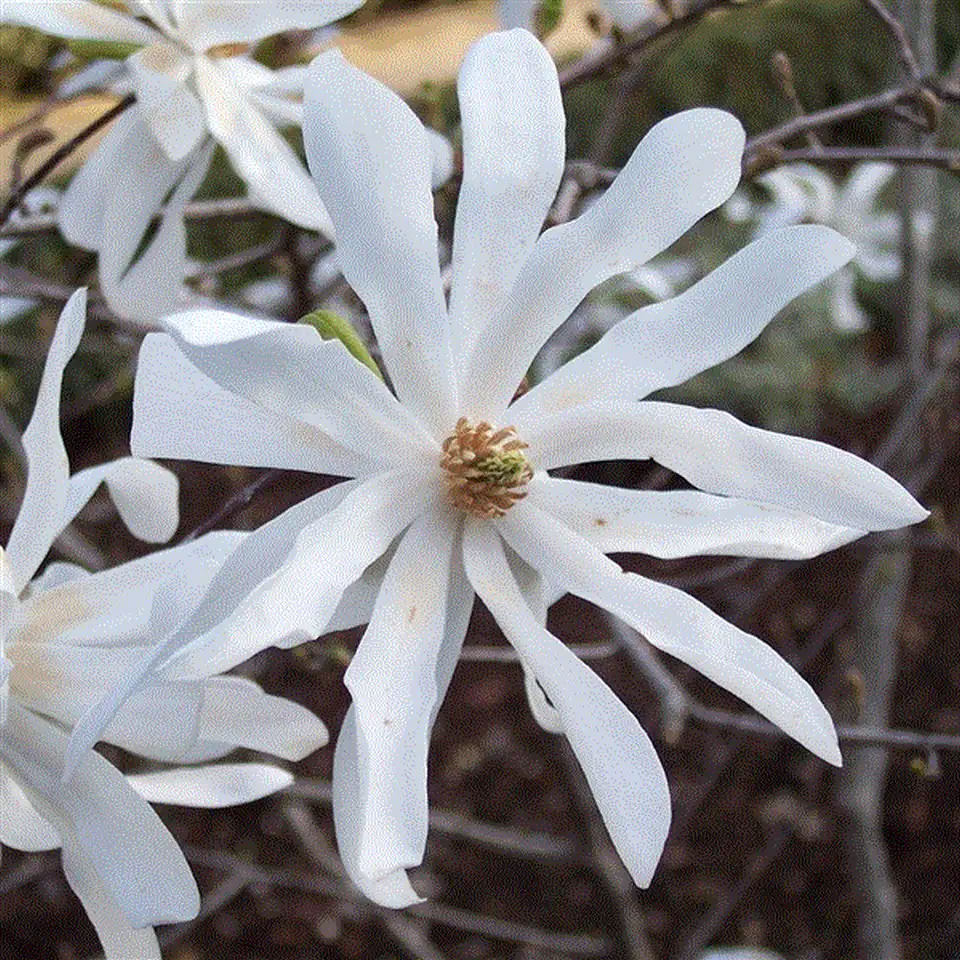 Магнолия D27 H70 - Magnolia Stellata - Image 2