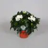 Гардениа D13 H24 - Gardenia Jasminoides