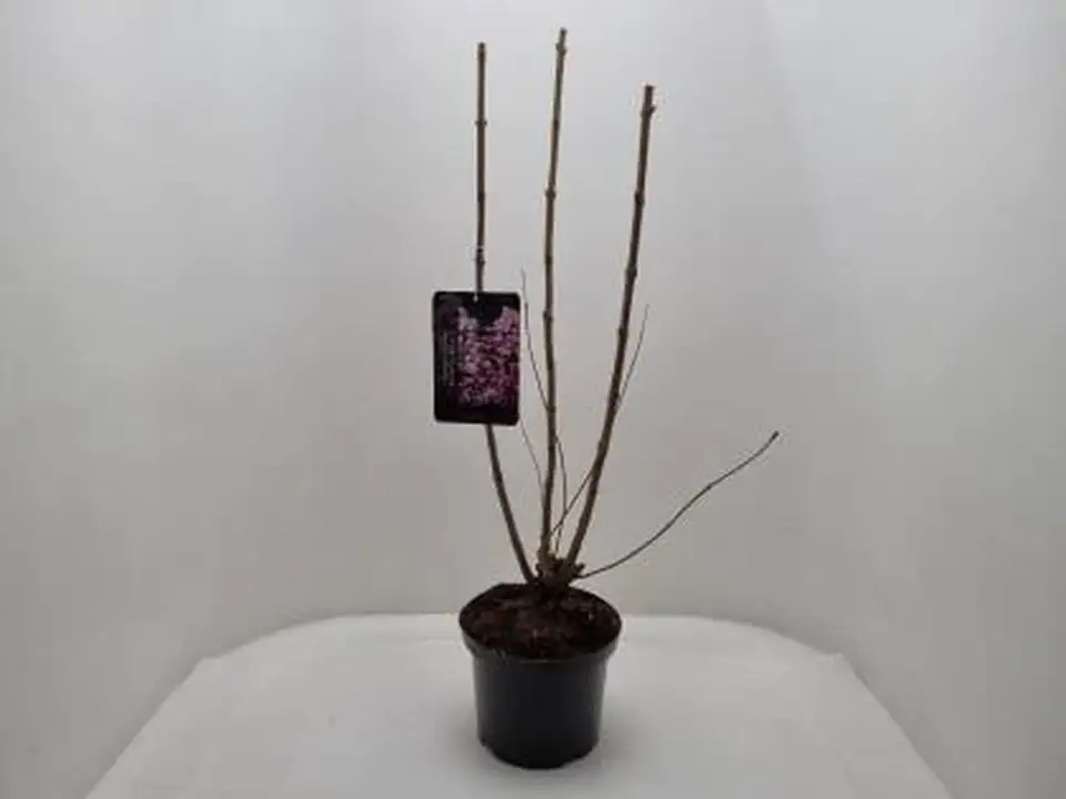 Люляк D23 H90 - Syringa vulgaris