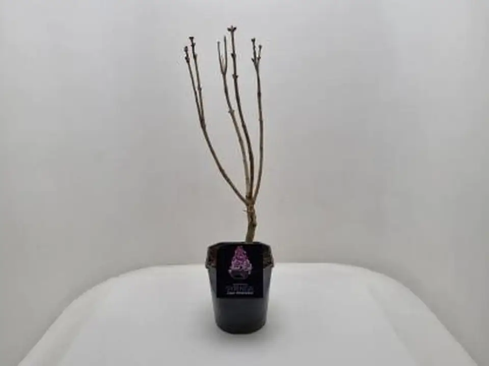 Люляк D24 H100 - Syringa vulg Michel Buchner