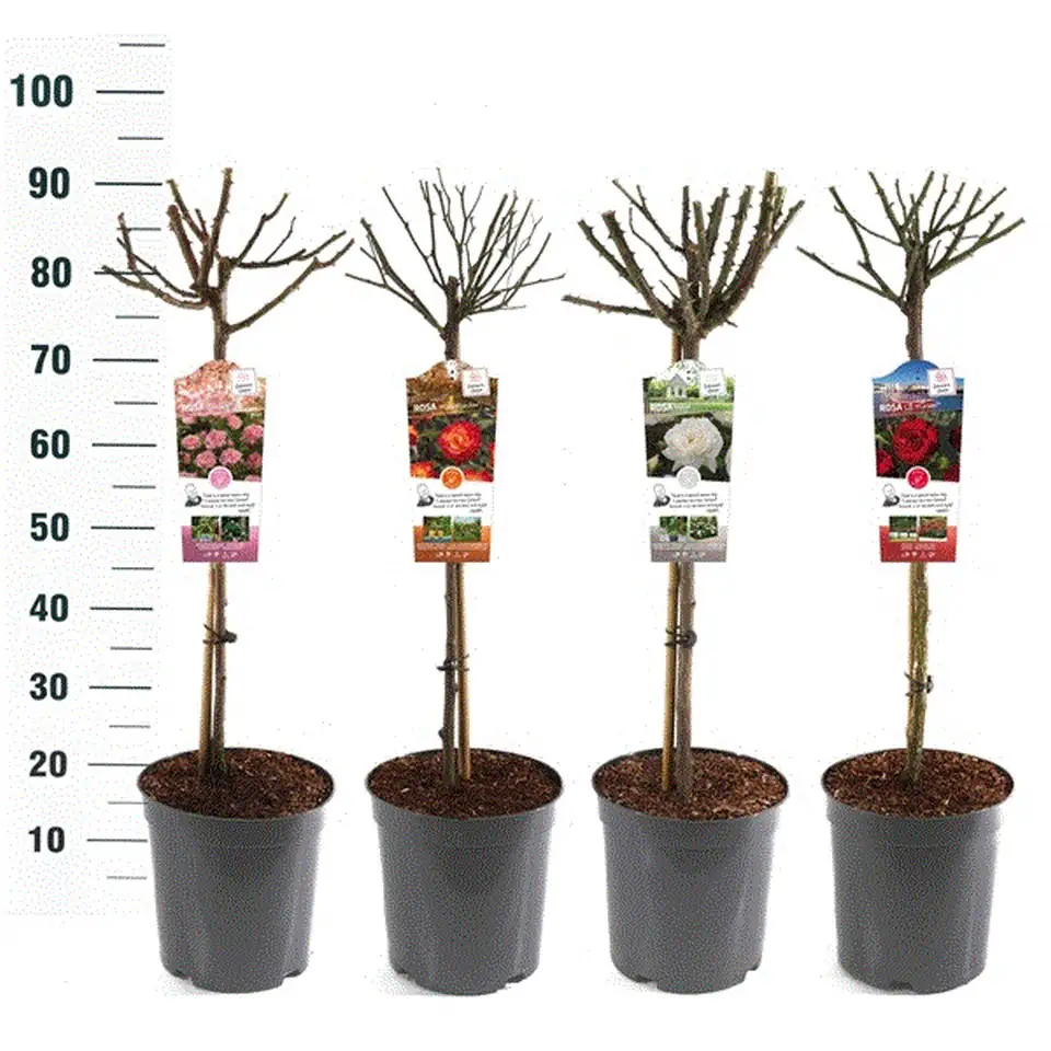 Роза D24 H75 - Rose mix on stem