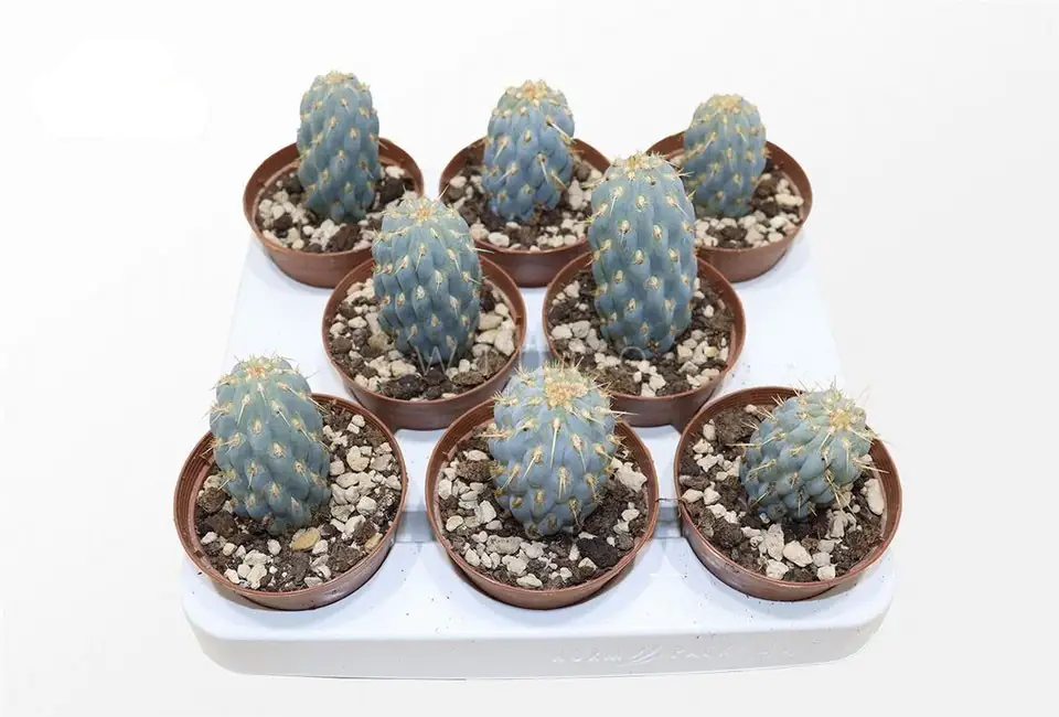 Кактус D8 H16 - Cylindropuntia Miquelli