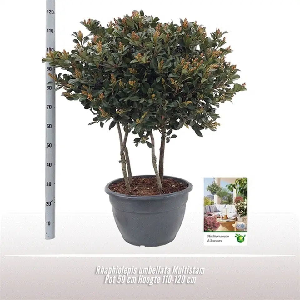 Рафиолепис D50 H110 - Rhaphiolepis umbellata
