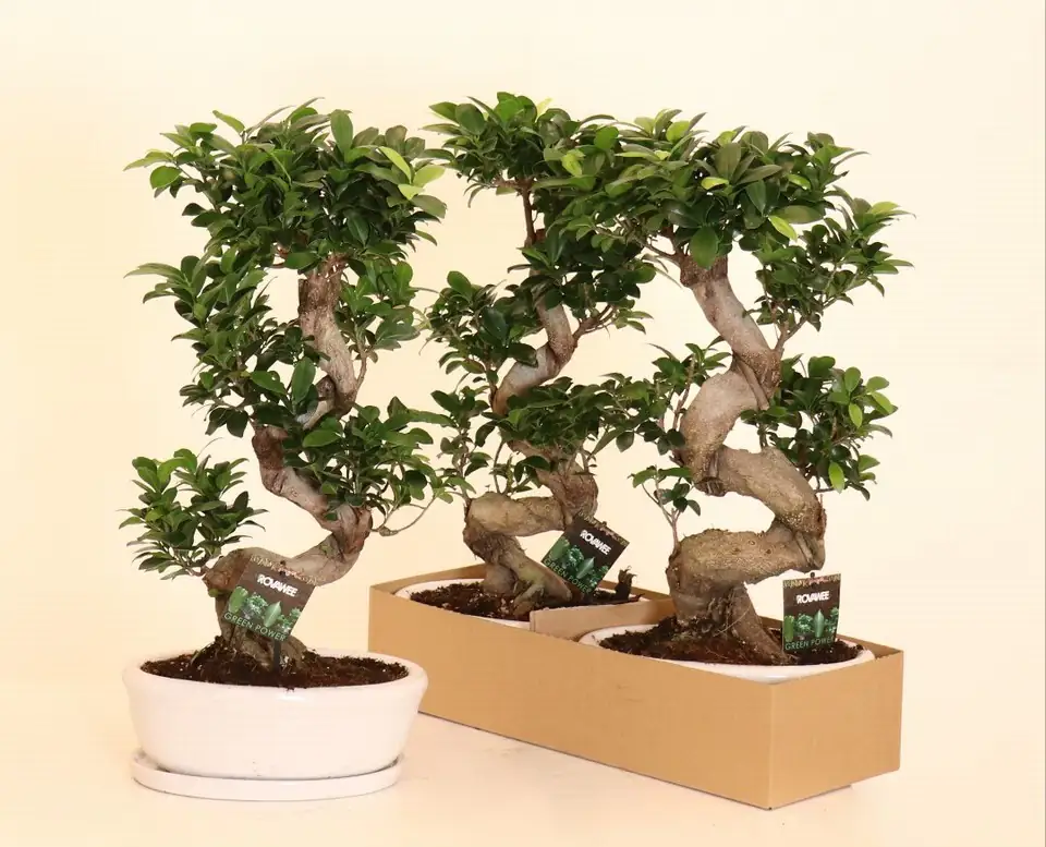 Фикус D35 H45 - Ficus Microcarpa Ginseng