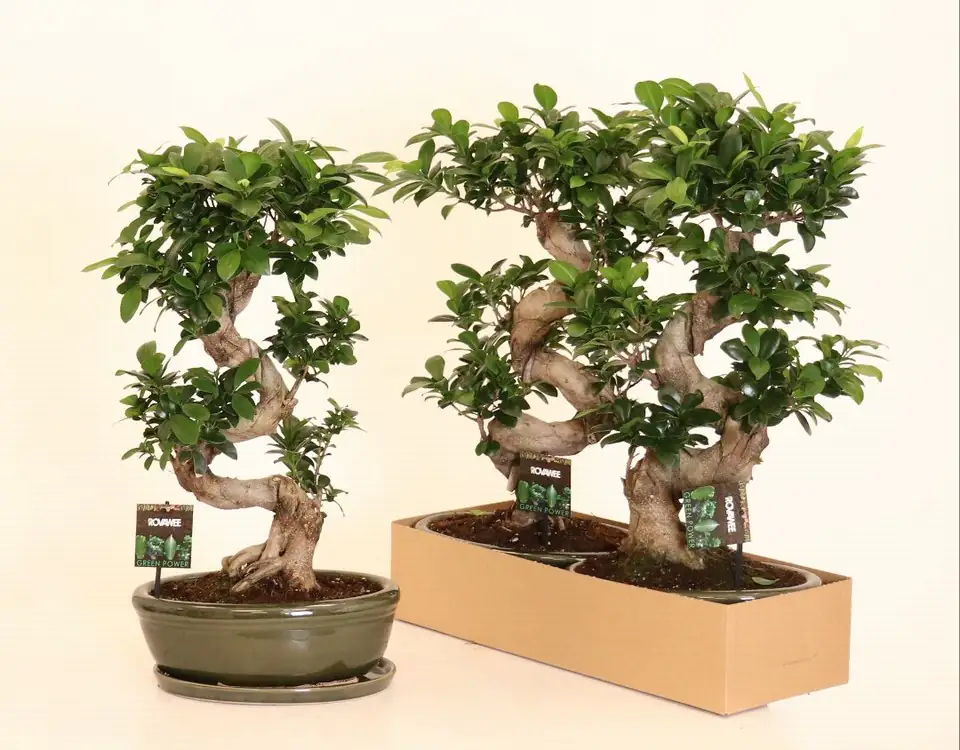 Фикус D45 H70 - Ficus Microcarpa Ginseng