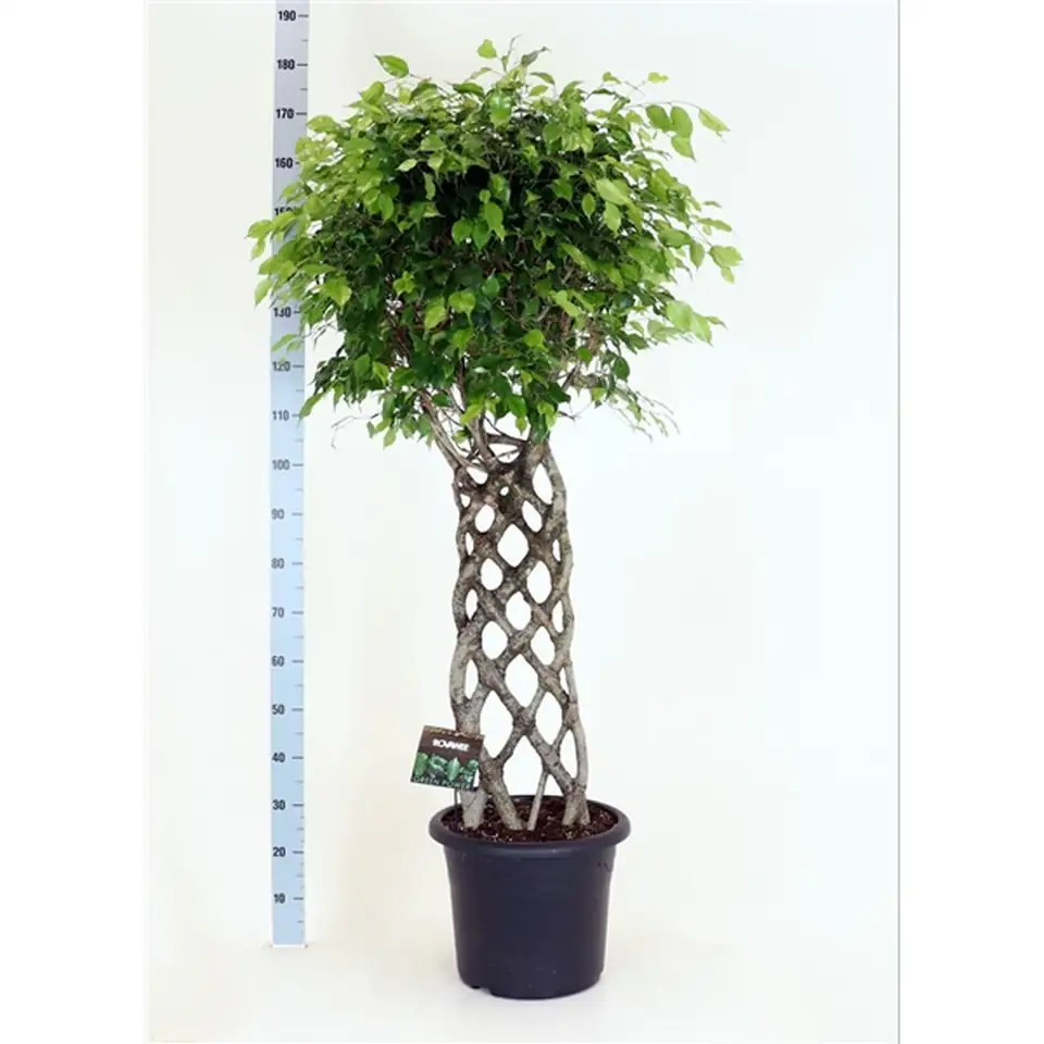 Фикус D45 H180 - Ficus Exotica Twisted stem
