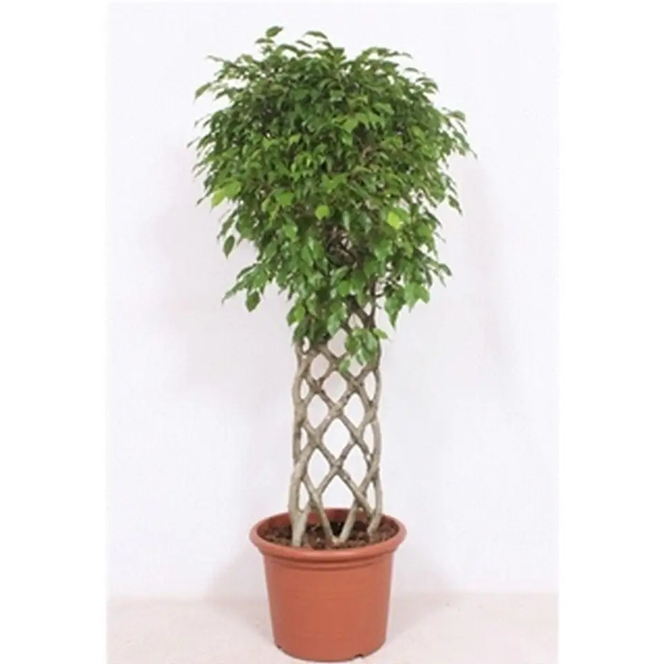 Фикус D45 H180 - Ficus Exotica Twisted stem - Image 2