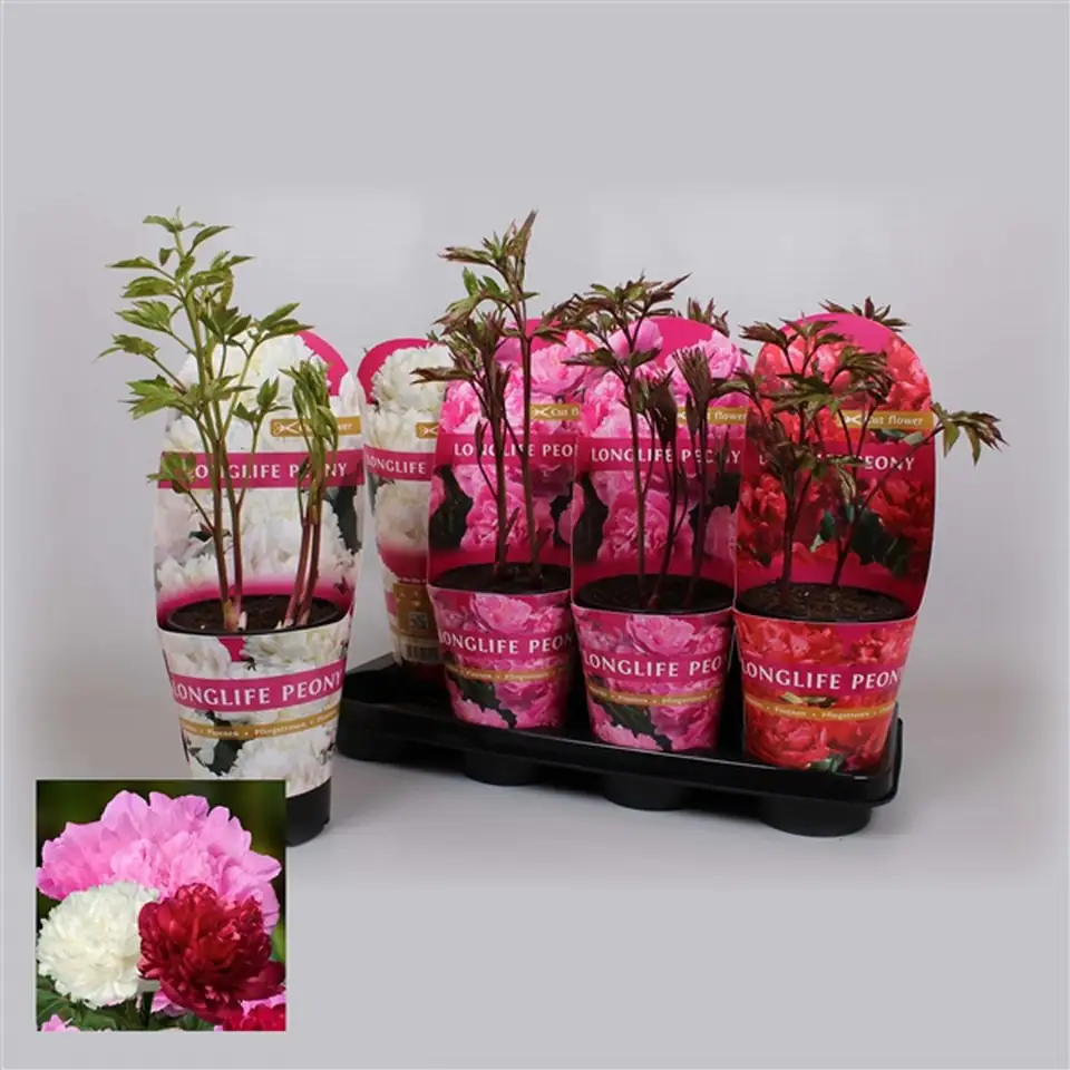 Божур D14 H40 - Paeonia Longlife Mix