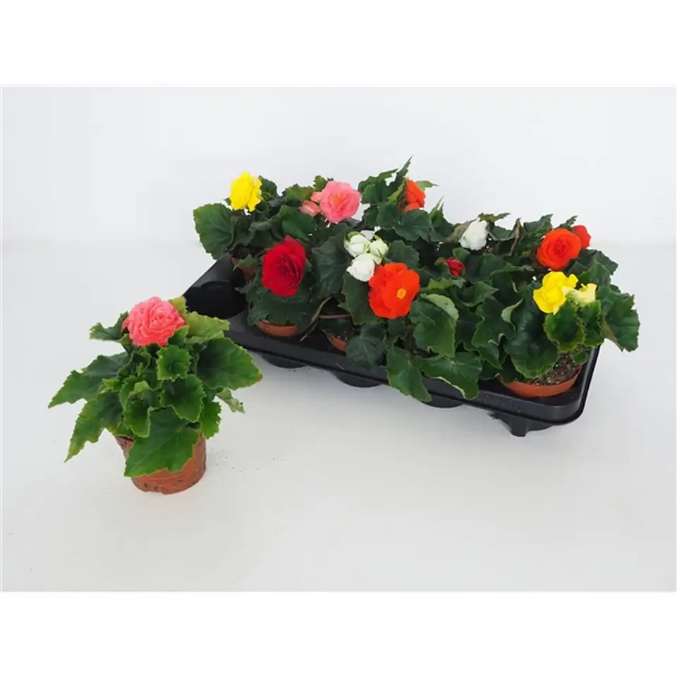 Бегония D12 H20 - Begonia Tuberhybrida Orange