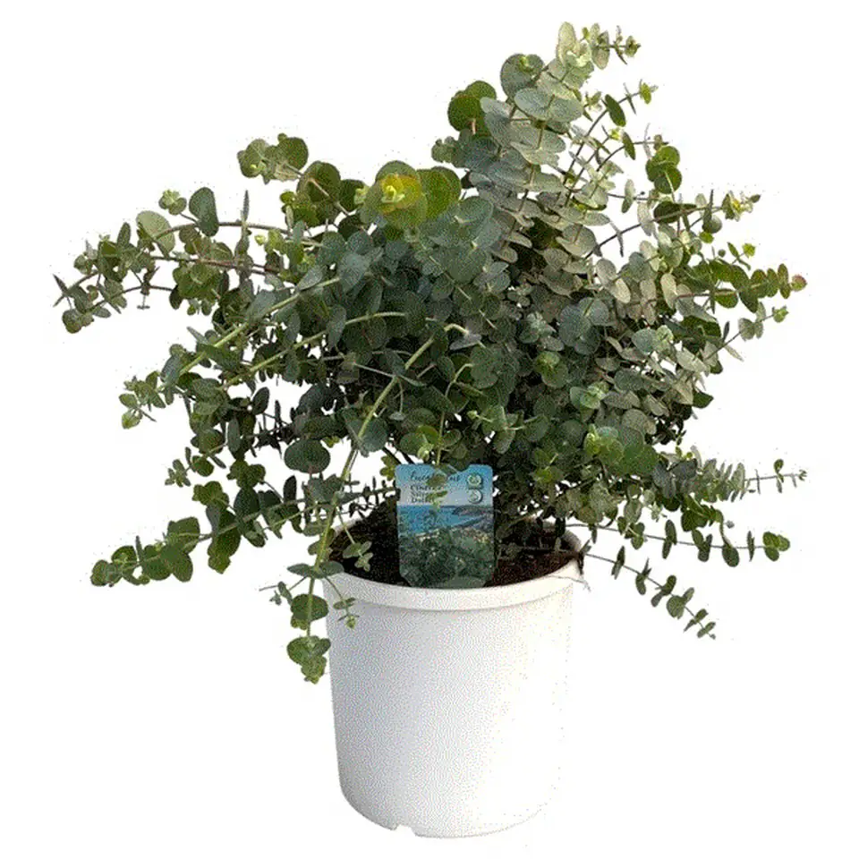 Евкалипт D23 H50 - Eucalyptus Cinerea