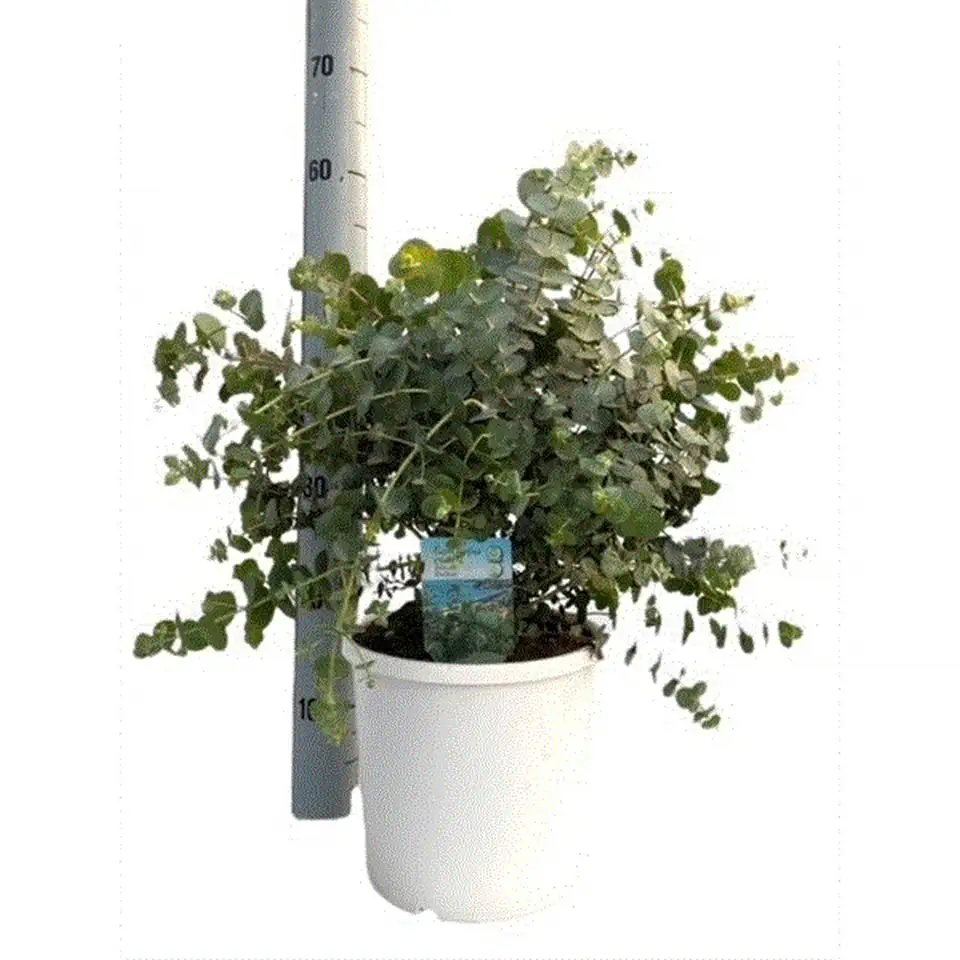Евкалипт D23 H50 - Eucalyptus Cinerea - Image 2