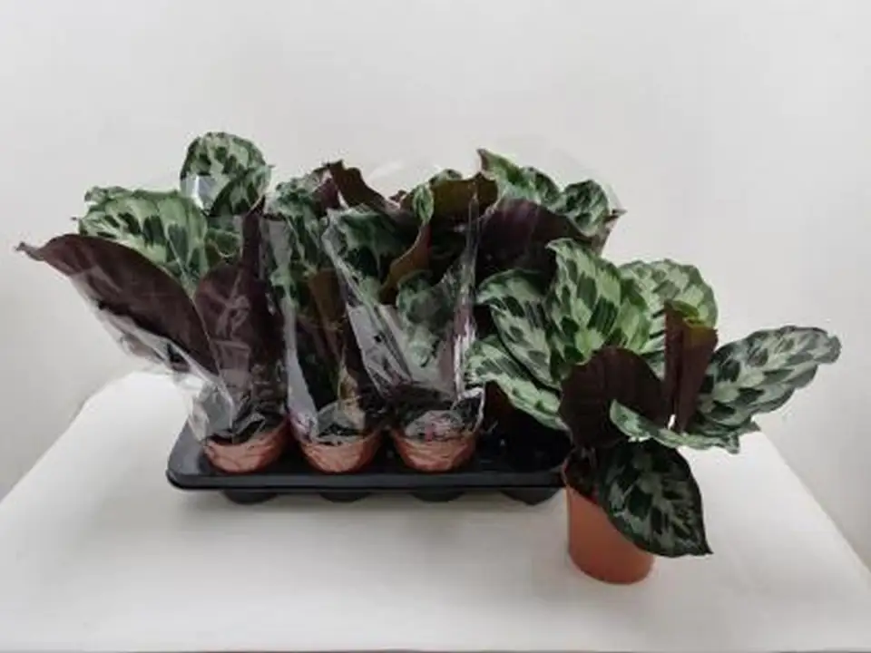 Калатея D14 H40 - Calathea Velvet Glory