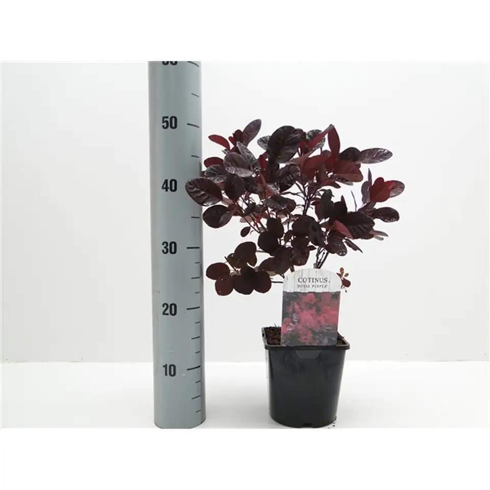 Котинус D17 H25 - Cotinus coggyria Royal Purple