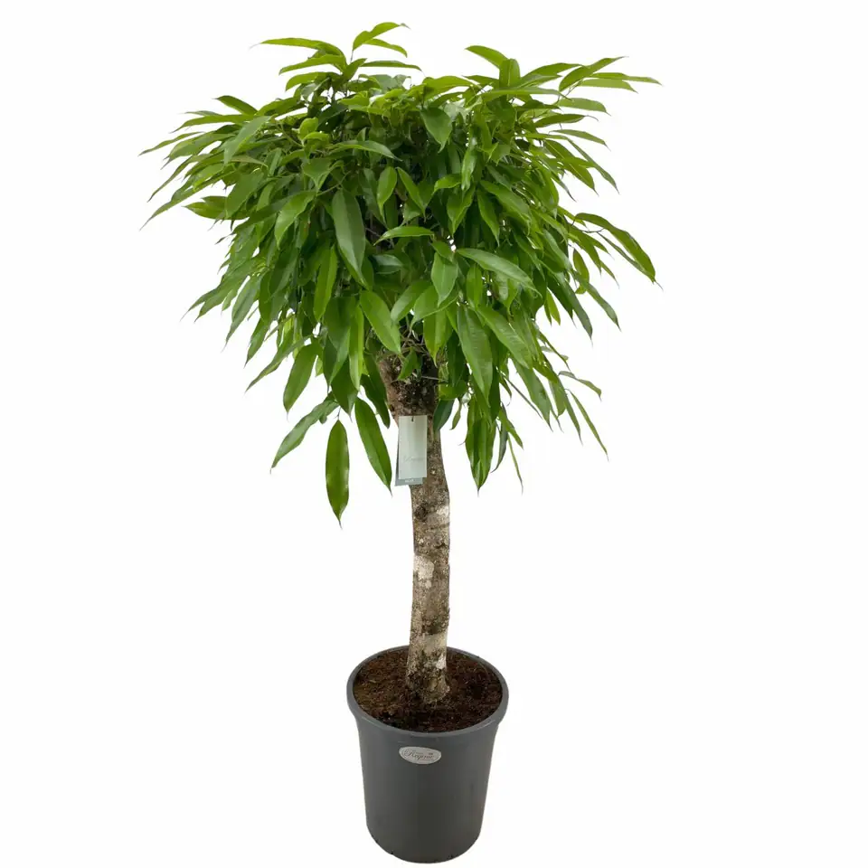 Фикус D31 H140 - Ficus Amstel King