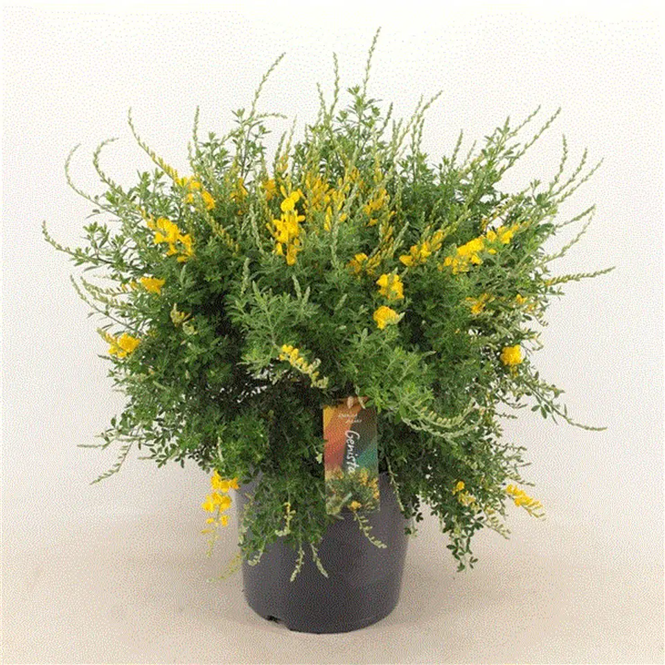 Гениста D23 H55 - Genista x spachiana