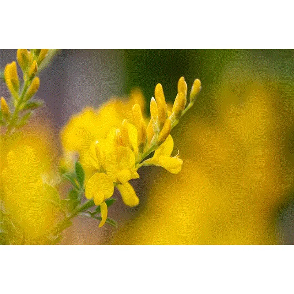 Гениста D23 H55 - Genista x spachiana - Image 2