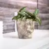 Кашпа Verve Crystall 13см - прозрачна - Image 3