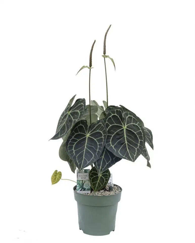 Антуриум D30 H70 - Anthurium Clarinervium