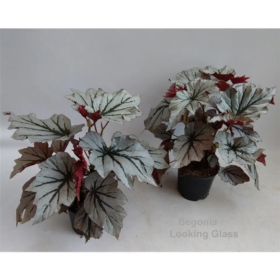 Бегония D14 H45 - Begonia leaf Looking Glass