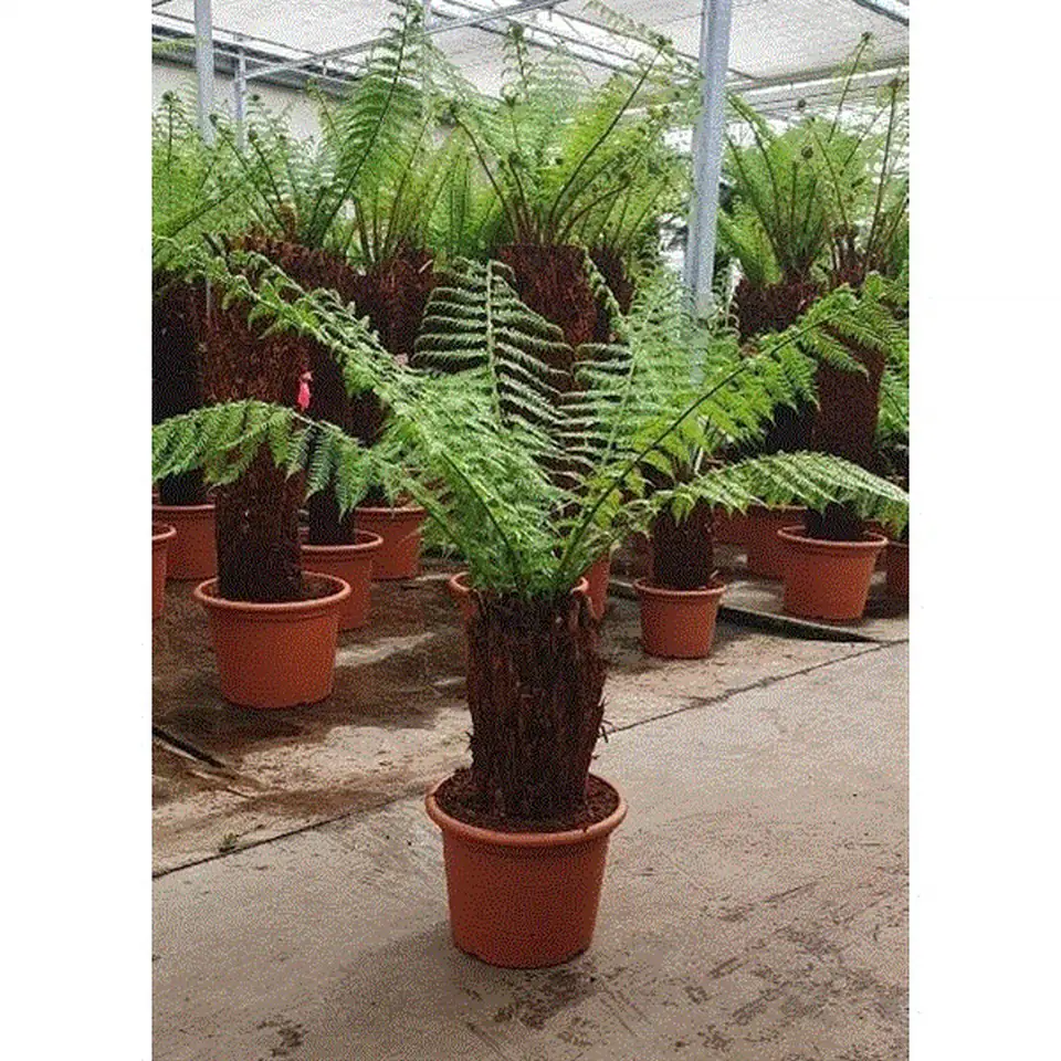 Диксония D45 H110 - Dicksonia Antarctica