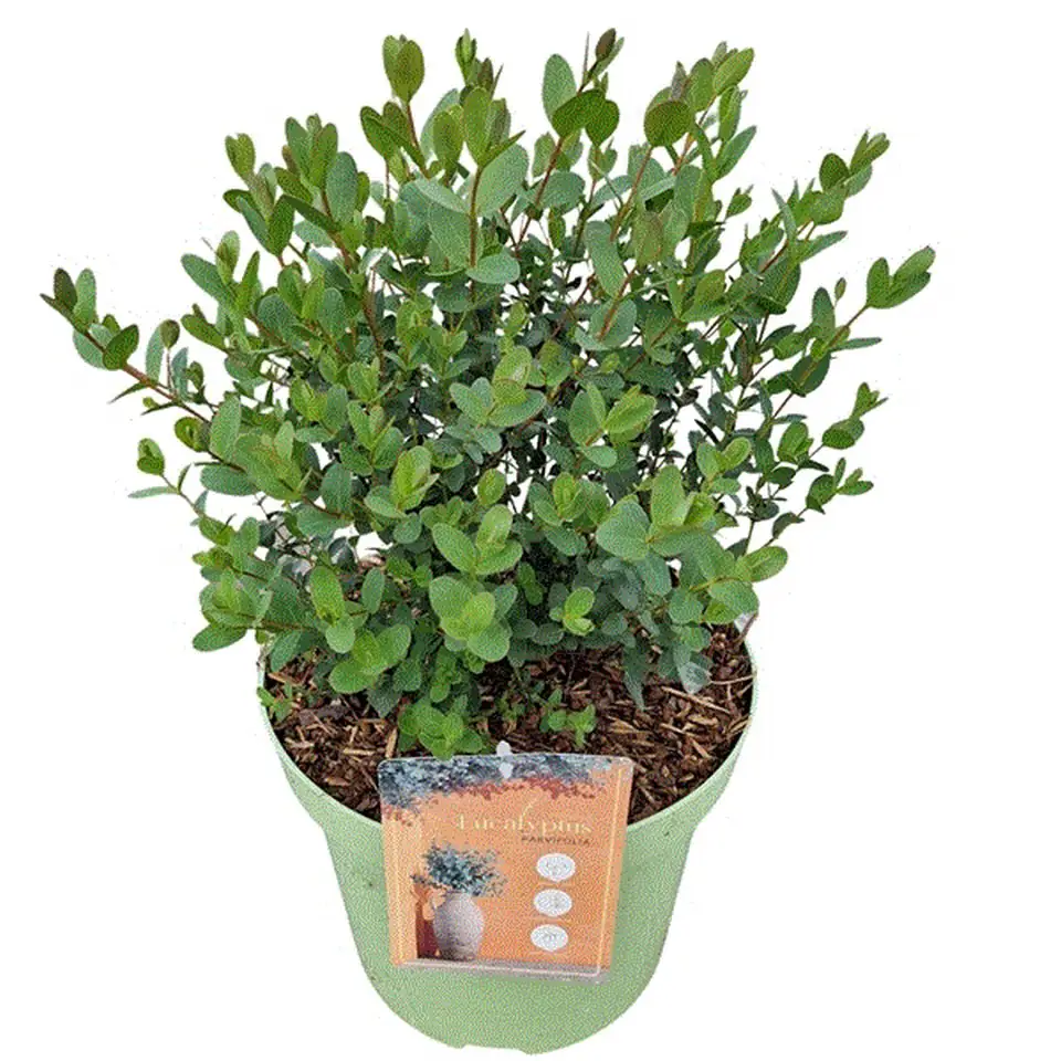 Евкалипт D26 H70 - Eucalyptus Parvula