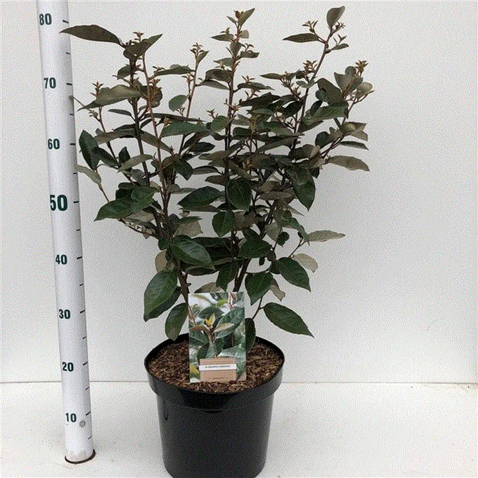 Елеагнус D26 H70 - Elaeagnus Ebbingei - Image 2