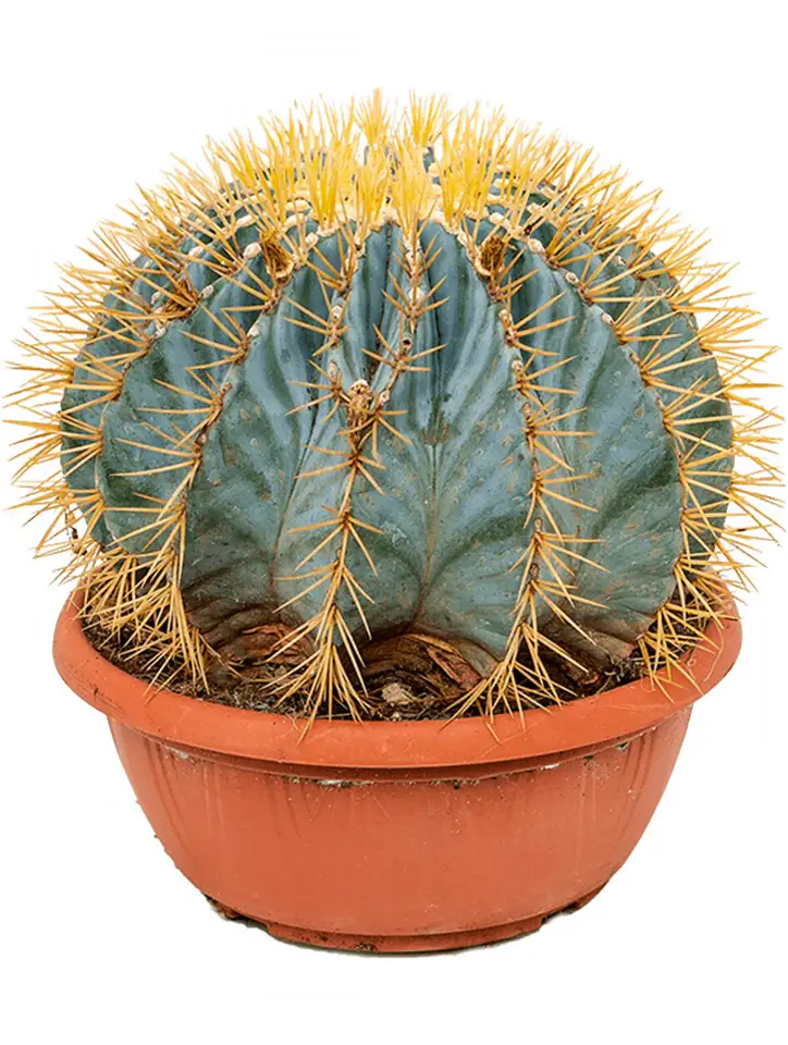 Кактус D25 H35 - Ferocactus Glaucescens