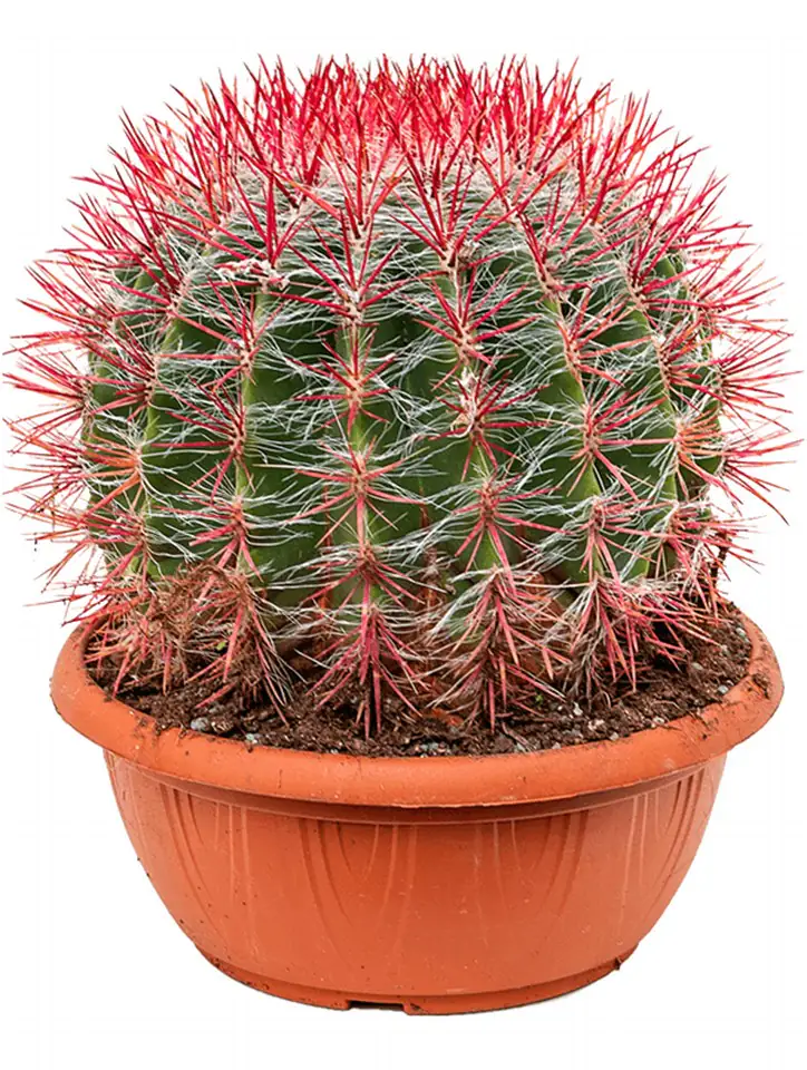 Кактус D25 H30 - Ferocactus stainesii