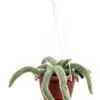 Кактус D17 H30 - Cleistocactus colademononis