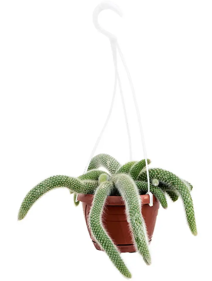 Кактус D17 H30 - Cleistocactus colademononis