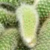 Кактус D17 H30 - Cleistocactus colademononis - Image 2