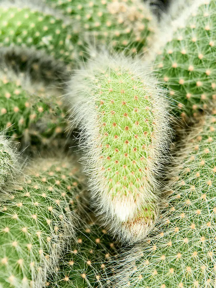 Кактус D17 H30 - Cleistocactus colademononis - Image 2