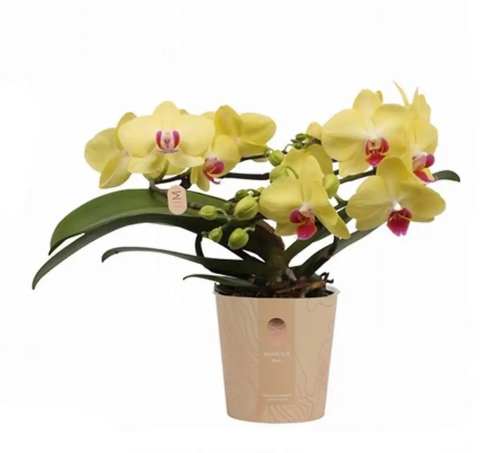 Орхидея D12 H35 - Phalaenopsis Muse mix