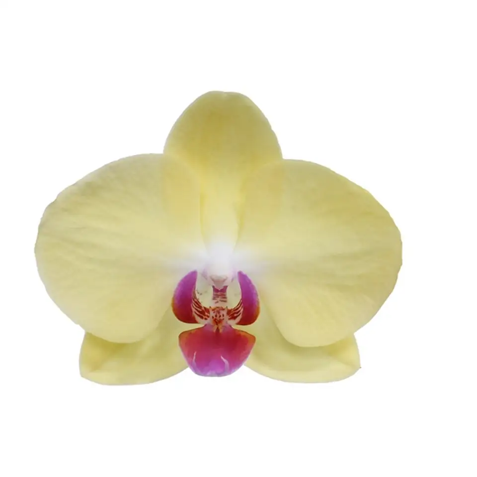 Орхидея D12 H35 - Phalaenopsis Muse mix - Image 2