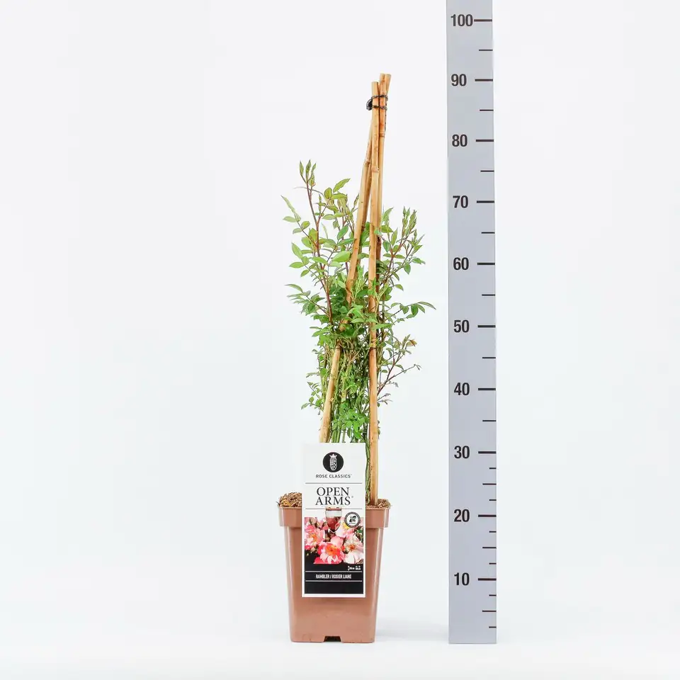 Роза катер. D23 H65 - Rosa Rambler Open Arms ®