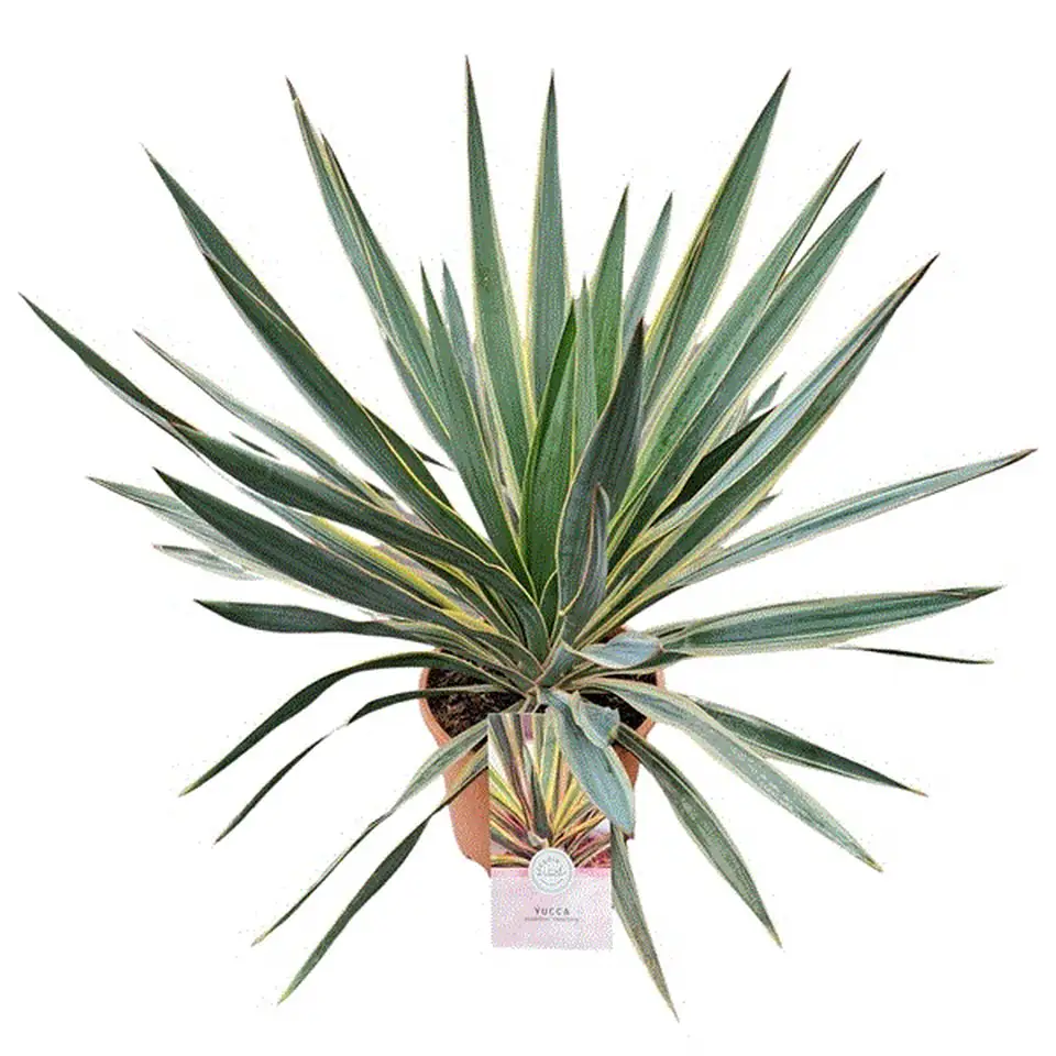 Юка D23 H50 - Yucca gloriosa Variegata