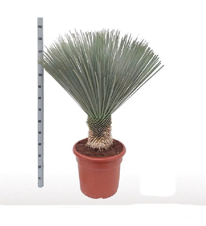Юка D50 H130 - Yucca Rostrata