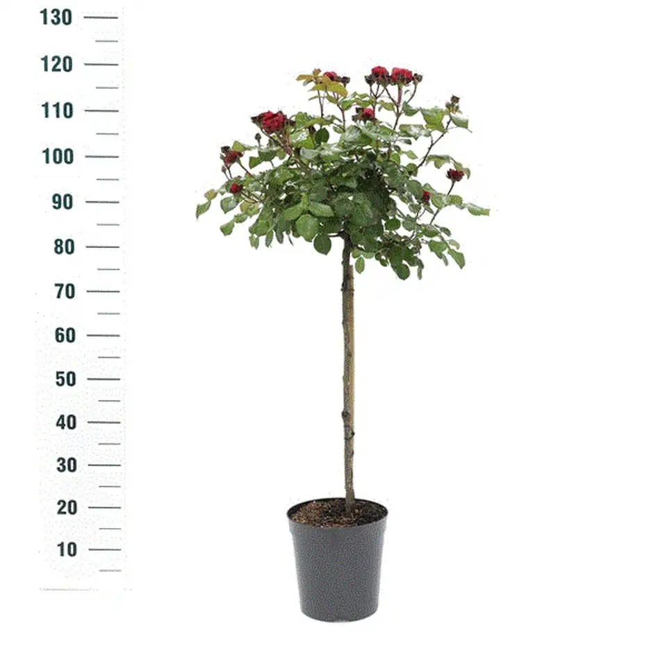 Роза D24 H100 - Rosa Red Leonardo da Vinci