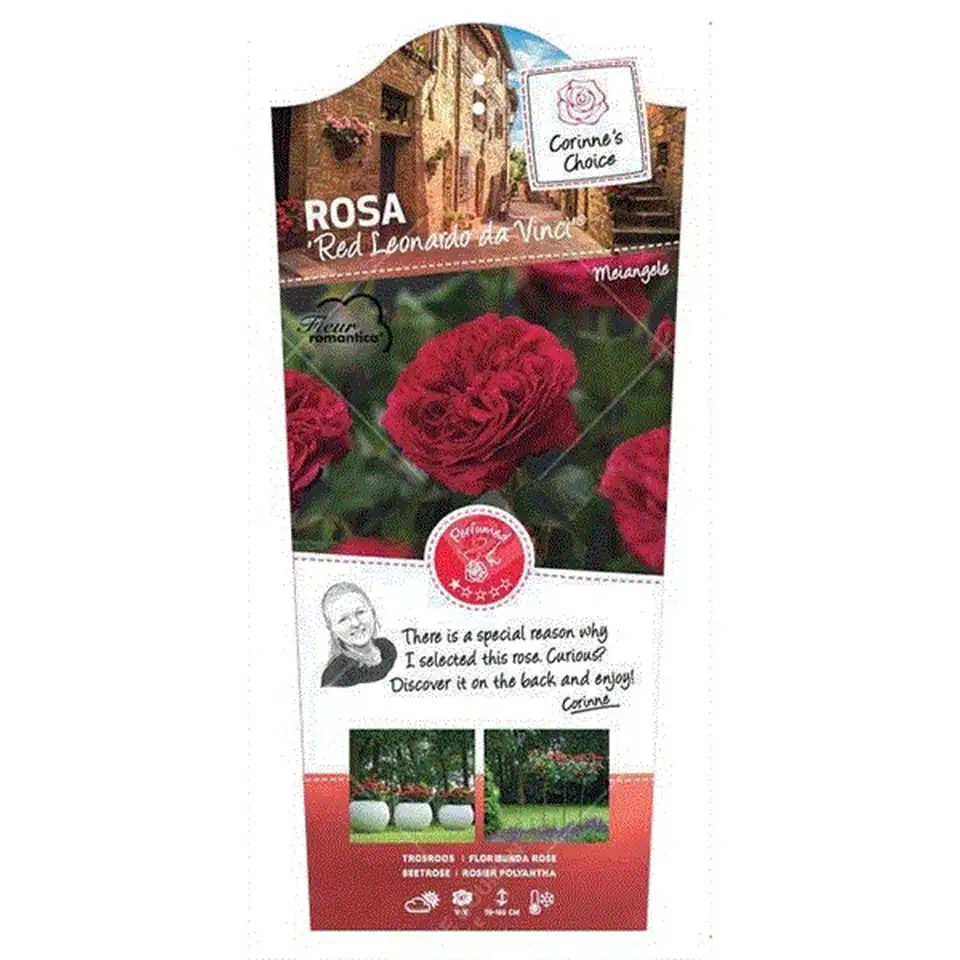 Роза D24 H100 - Rosa Red Leonardo da Vinci - Image 2