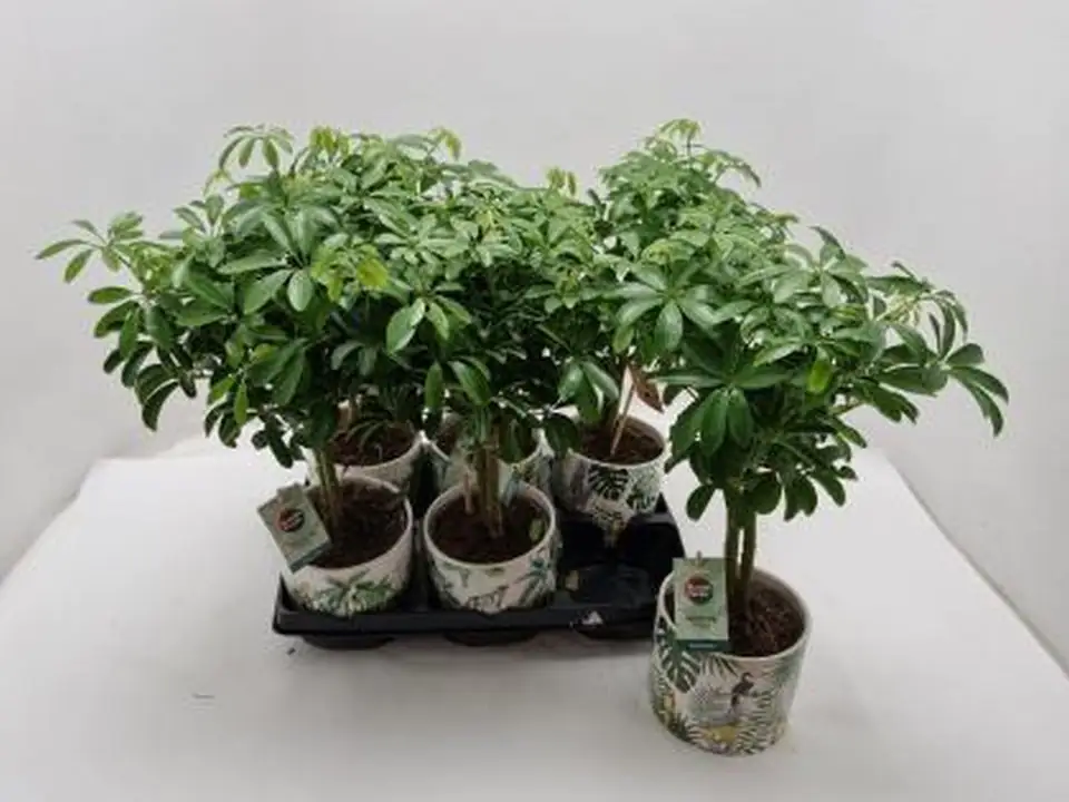 Шефлера в керамична кашпа D14 H40 - Schefflera Luseana