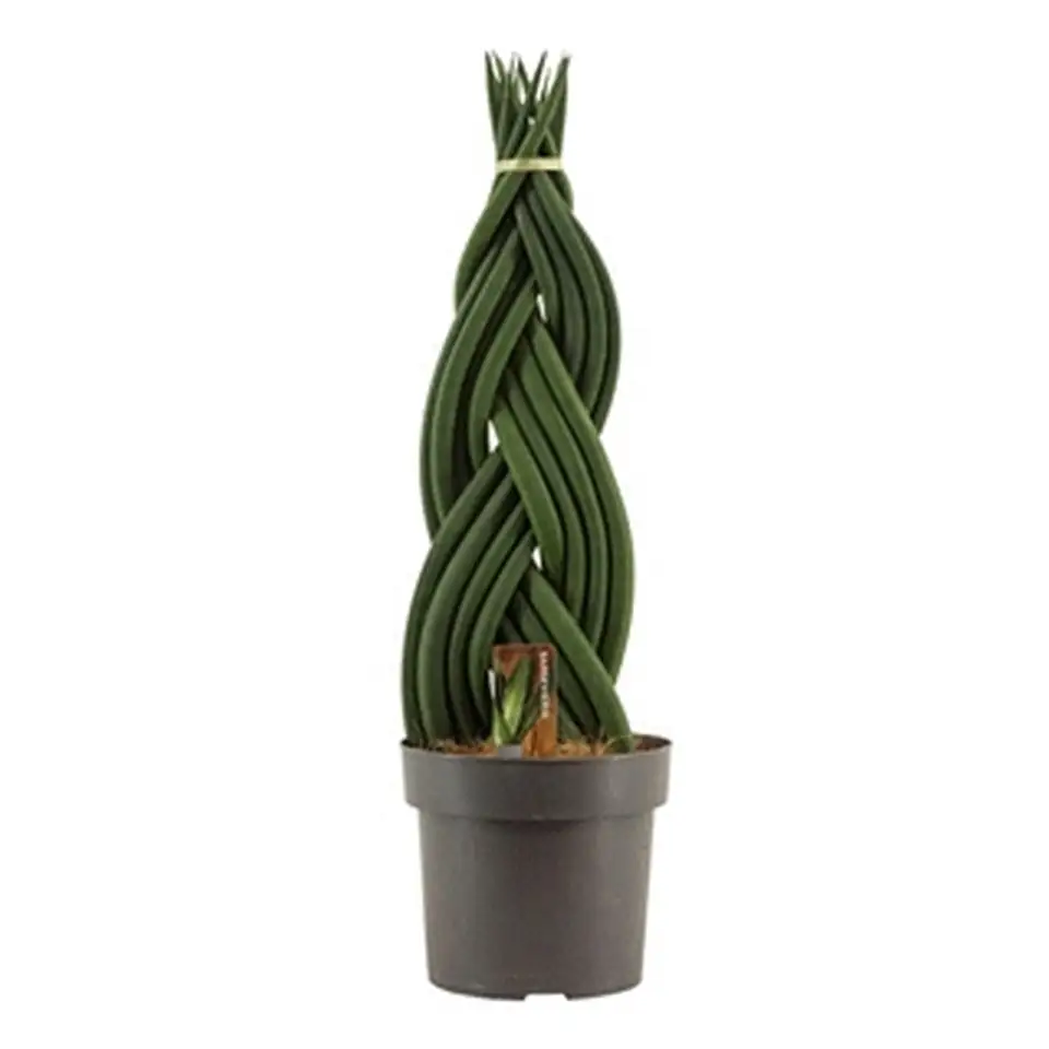Сансевиериа D17 H55 - Sansevieria braided