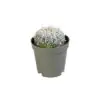 Астрофитум D6 H10 - Astrophytum Super Kabuto