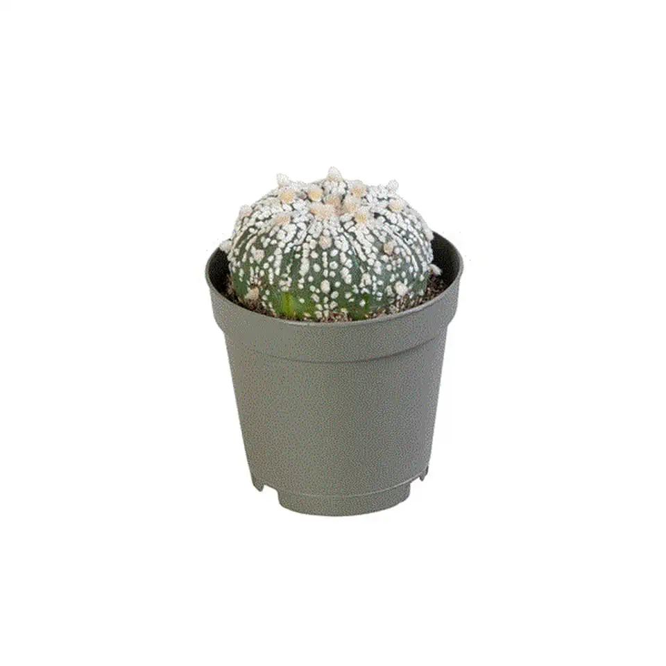 Астрофитум D6 H10 - Astrophytum Super Kabuto