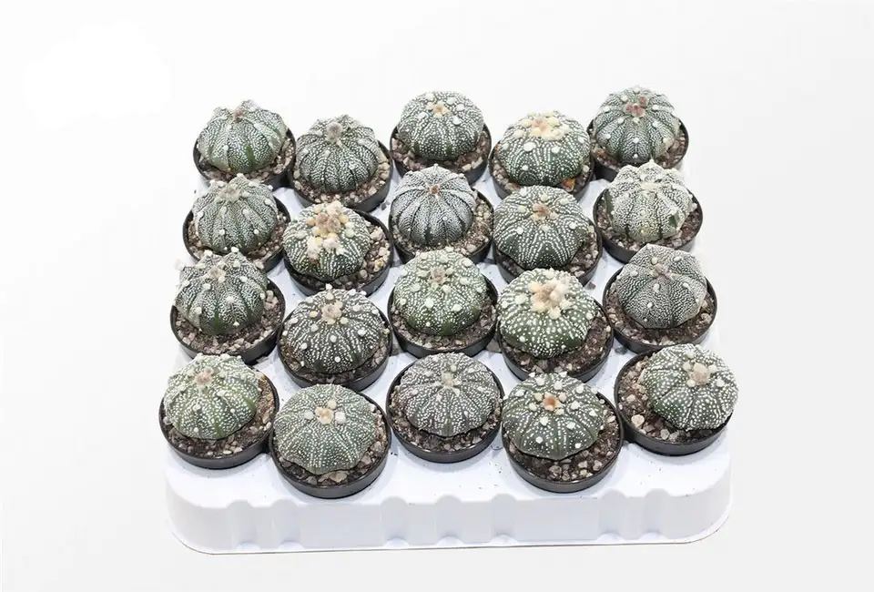 Астрофитум D6 H10 - Astrophytum Super Kabuto - Image 2