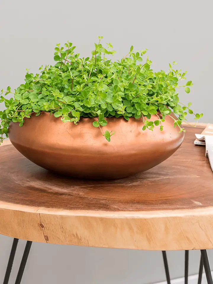 Silver Leaf Bowl D55 H22 - matt copper - Image 2